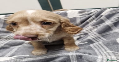 Cockapoo dogs Beautiful Cockerpoo puppies - Advert 10