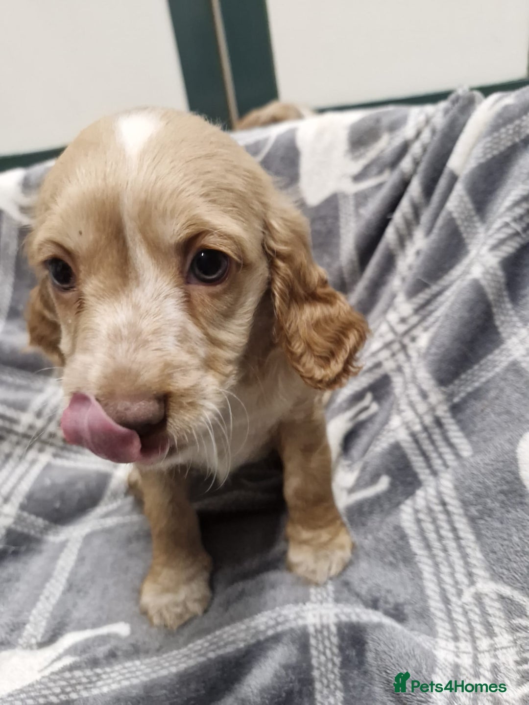 Cockapoo dogs for sale: Beautiful Cockerpoo puppies - Advert 3