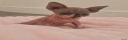 Sphynx cats for sale: One beautiful sphynx girl  - Advert 4