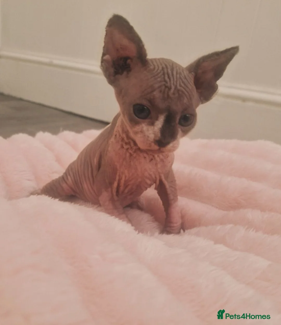 Sphynx cats for sale: One beautiful sphynx girl  - Advert 4
