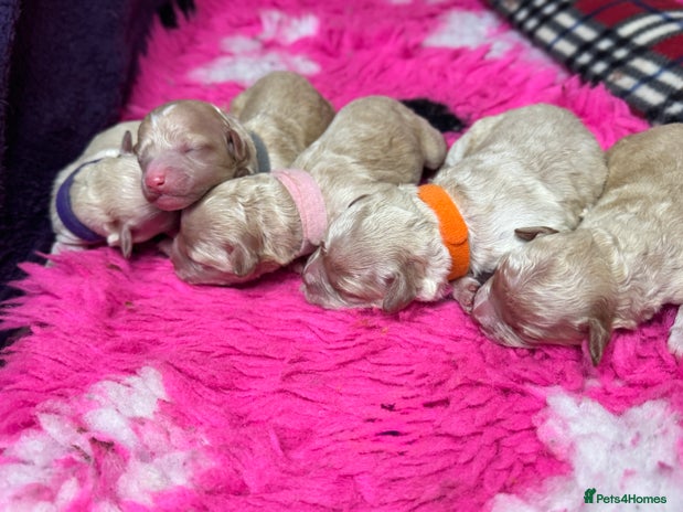 Cavapoo dogs ❤️ F1 Poochons fully health tested parents 🥰 - Advert 4