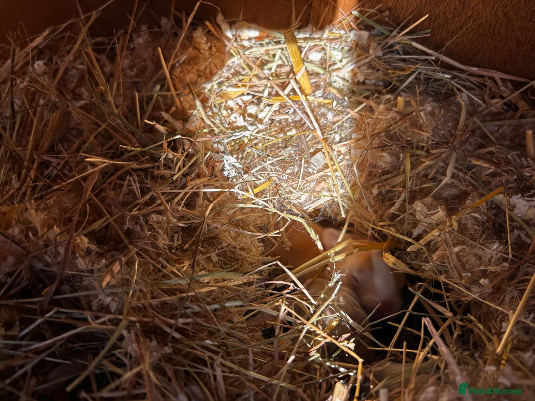 English Lop rabbits for sale: Beautiful rabbits  - Advert 6