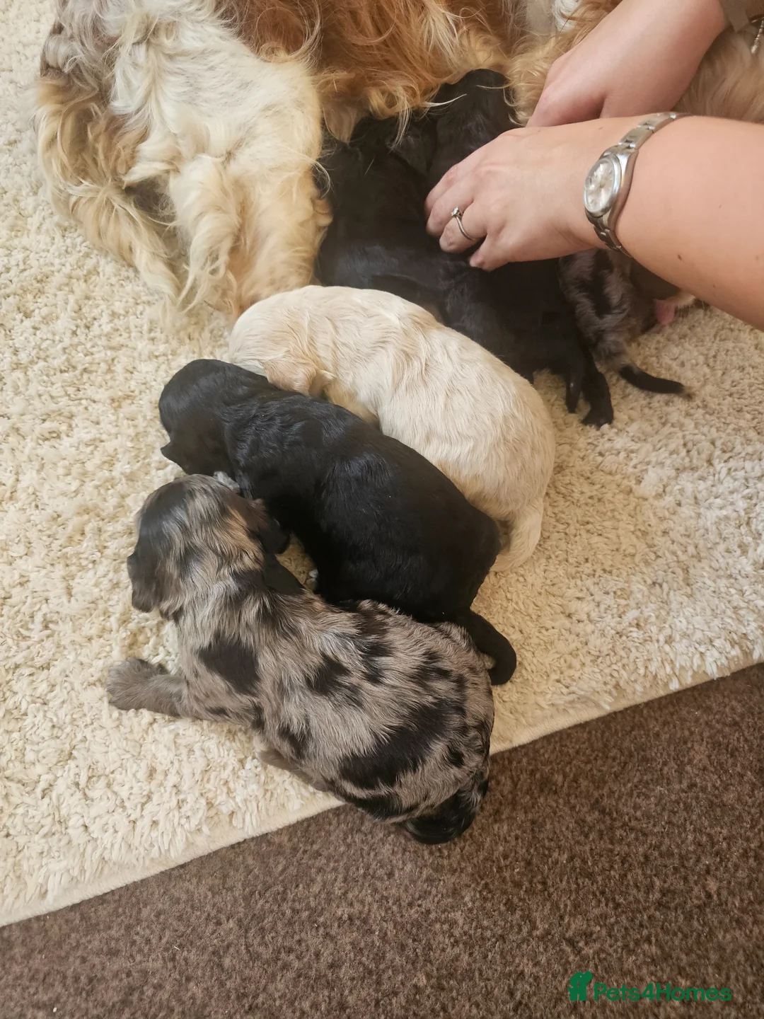 Cockapoo dogs for sale: F1 cockerpoo puppies  - Advert 2