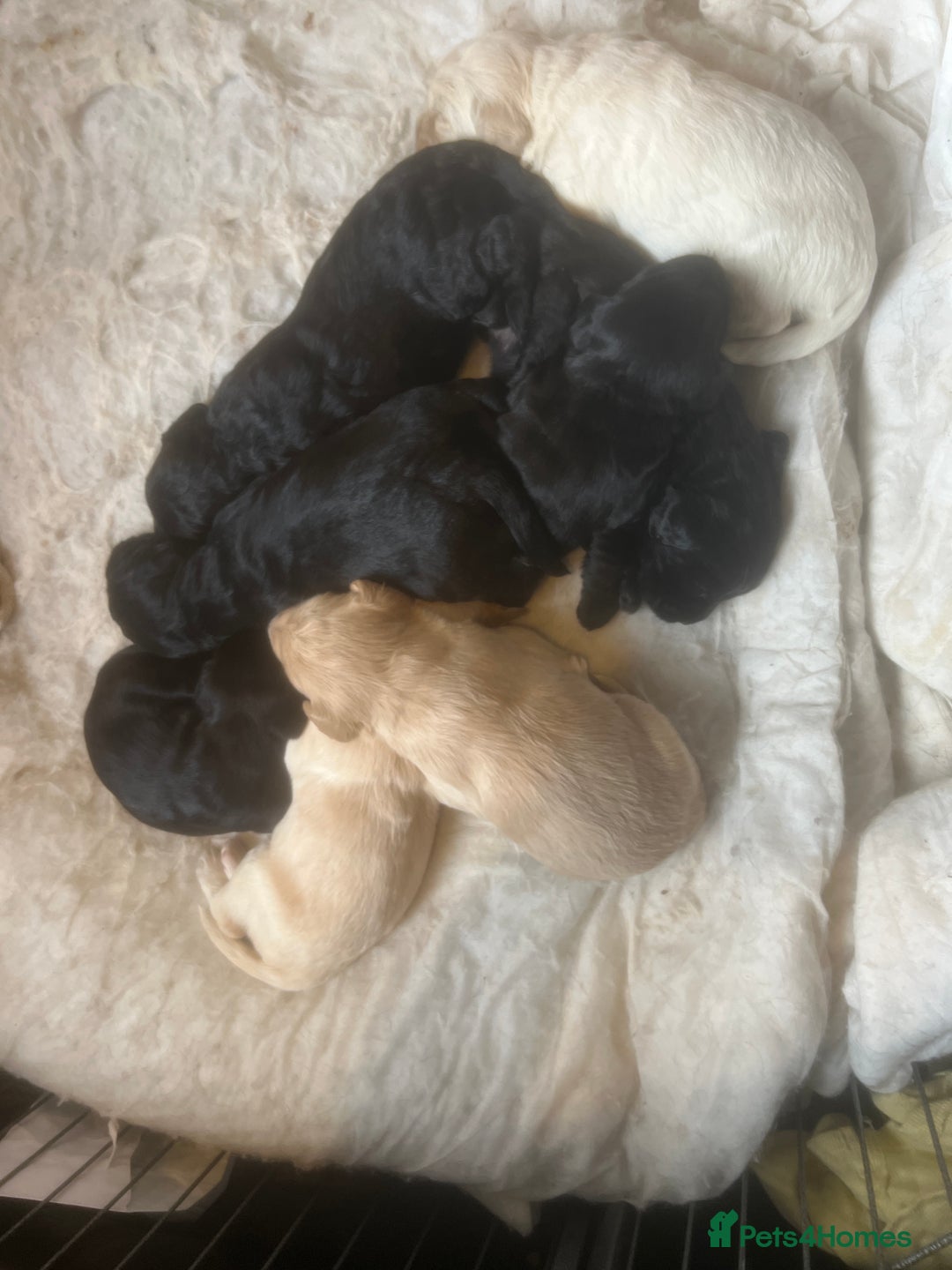Mixed Breed dogs for sale: 9 BEAUTIFUL CHUNKY LABRADOR/COCKAPOO  - Image 6