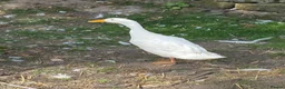 Ducks poultry for sale: Daddy Long lad  - Advert 2