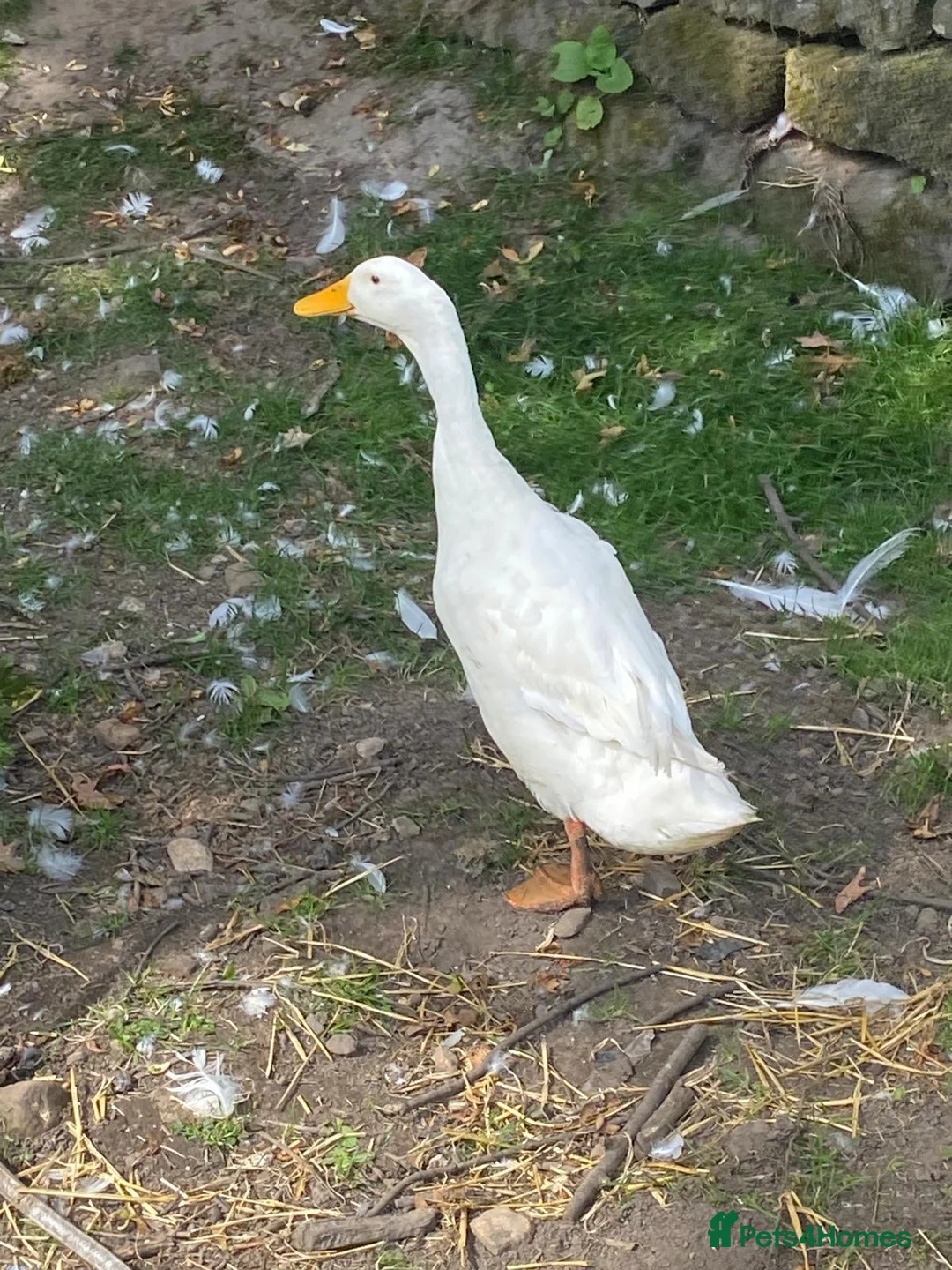 Ducks poultry for sale: Daddy Long lad  - Advert 2