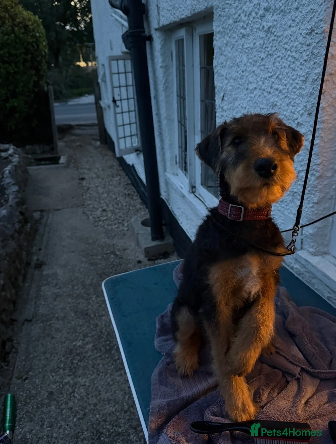 Airedale Terrier dogs for sale: 🌟 One Girl Available 🌟  - Advert 2