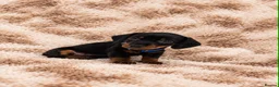 Miniature Dachshund dogs for sale: READY TO GO IN 1 WEEK! MINIATURE DACHSHUNDS - Advert 3