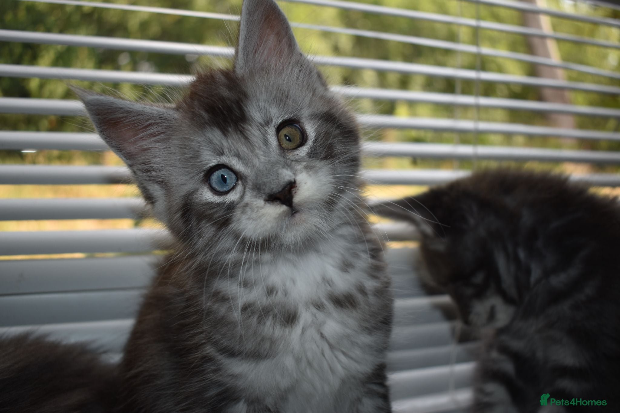 Maine Coon cats Beautiful Maine Coon Kittens  - Advert 2