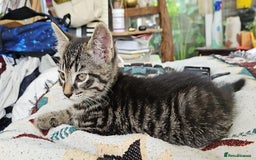 Mixed Breed cats for sale: Beautiful friendly kittens for sale - Image 9