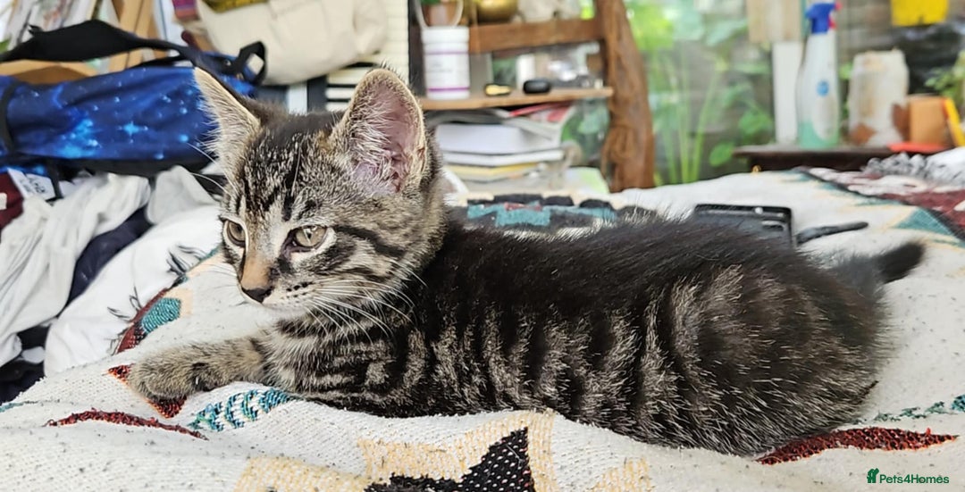 Mixed Breed cats for sale: Beautiful friendly kittens for sale - Image 9
