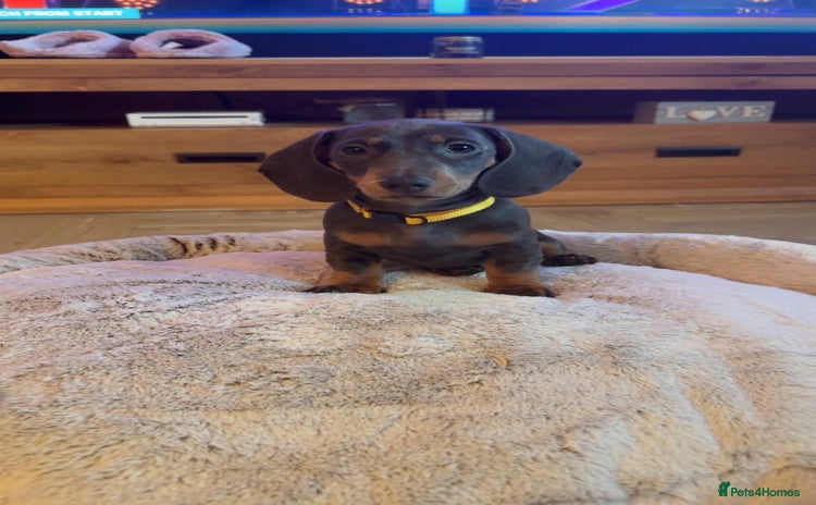 Miniature Dachshund dogs - Advert 6