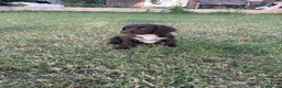 Cocker Spaniel dogs for sale: Working Cocker Spaniel Puppies  - Advert 19
