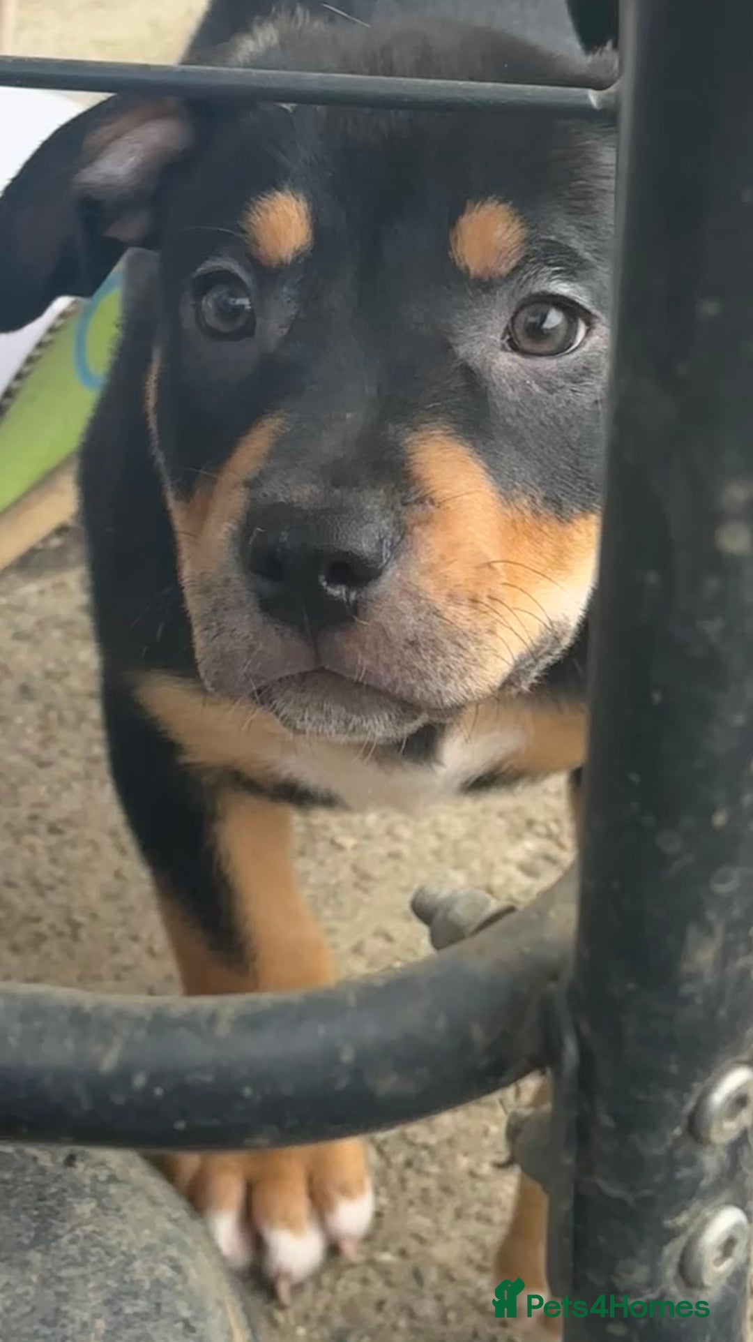 Mixed Breed dogs for sale: Heinz Pups for Sale  - Image 6