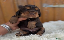 Cocker Spaniel dogs for sale: Show Cocker Spaniel pups KC reg - Image 15