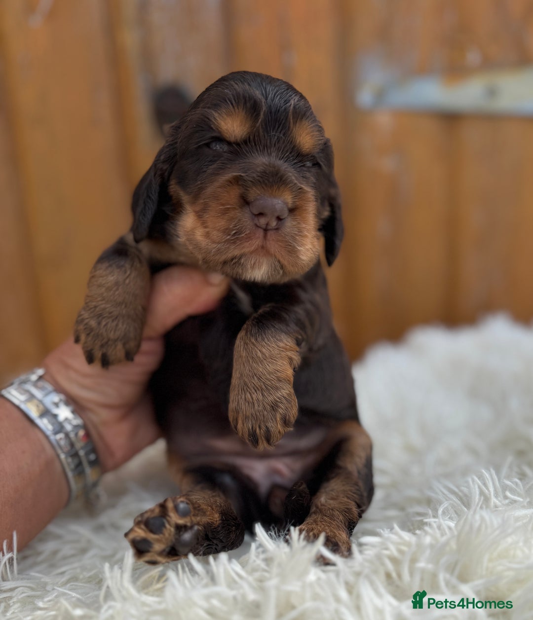 Cocker Spaniel dogs for sale: Show Cocker Spaniel pups KC reg - Image 15