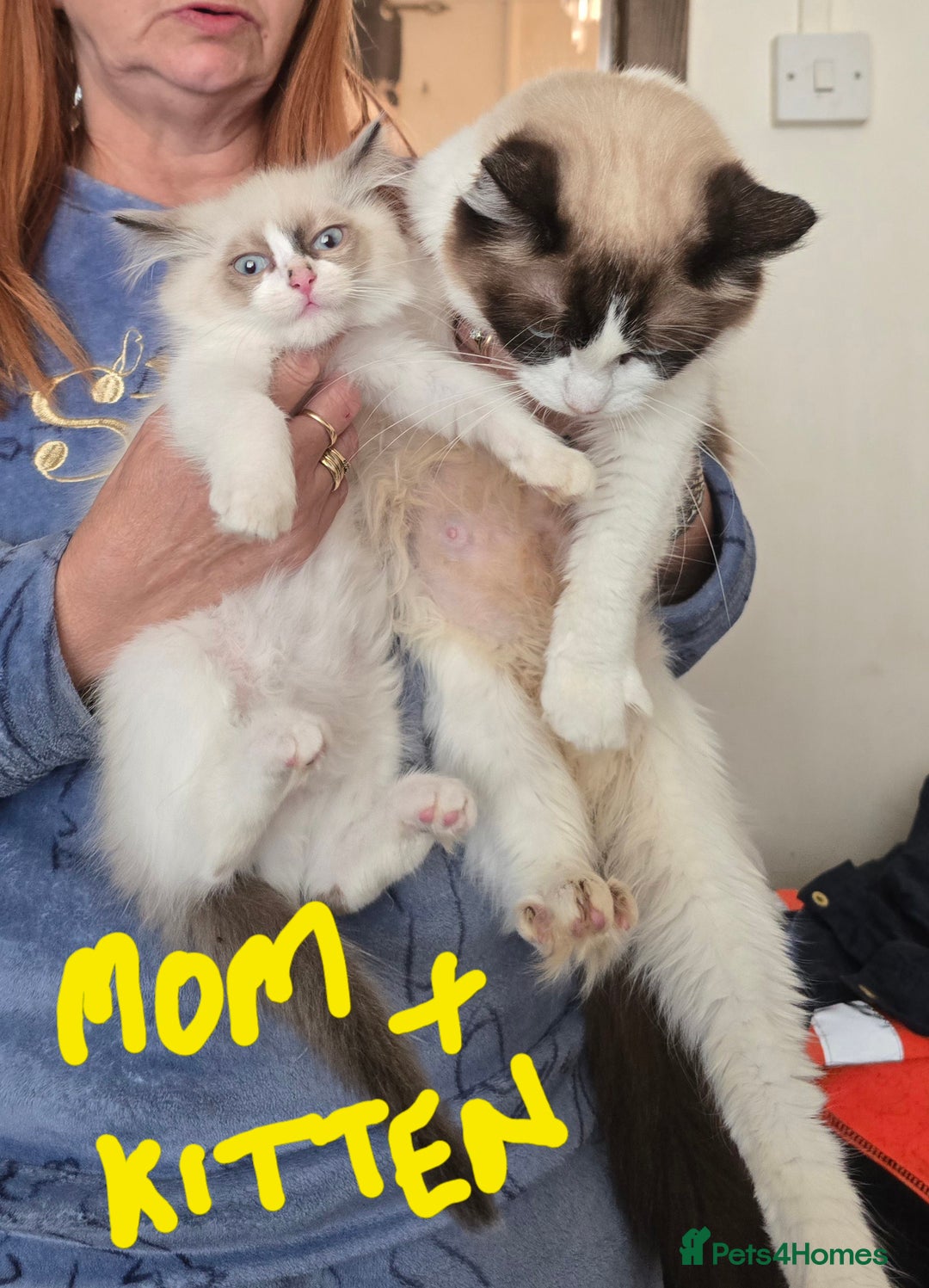 Ragdoll cats for sale:  ragdoll kittens parents gccf registered  - Image 6