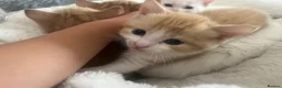 Khao Manee cats for sale: White softest/ cutest/luckyest Cat ever seen - Advert 5