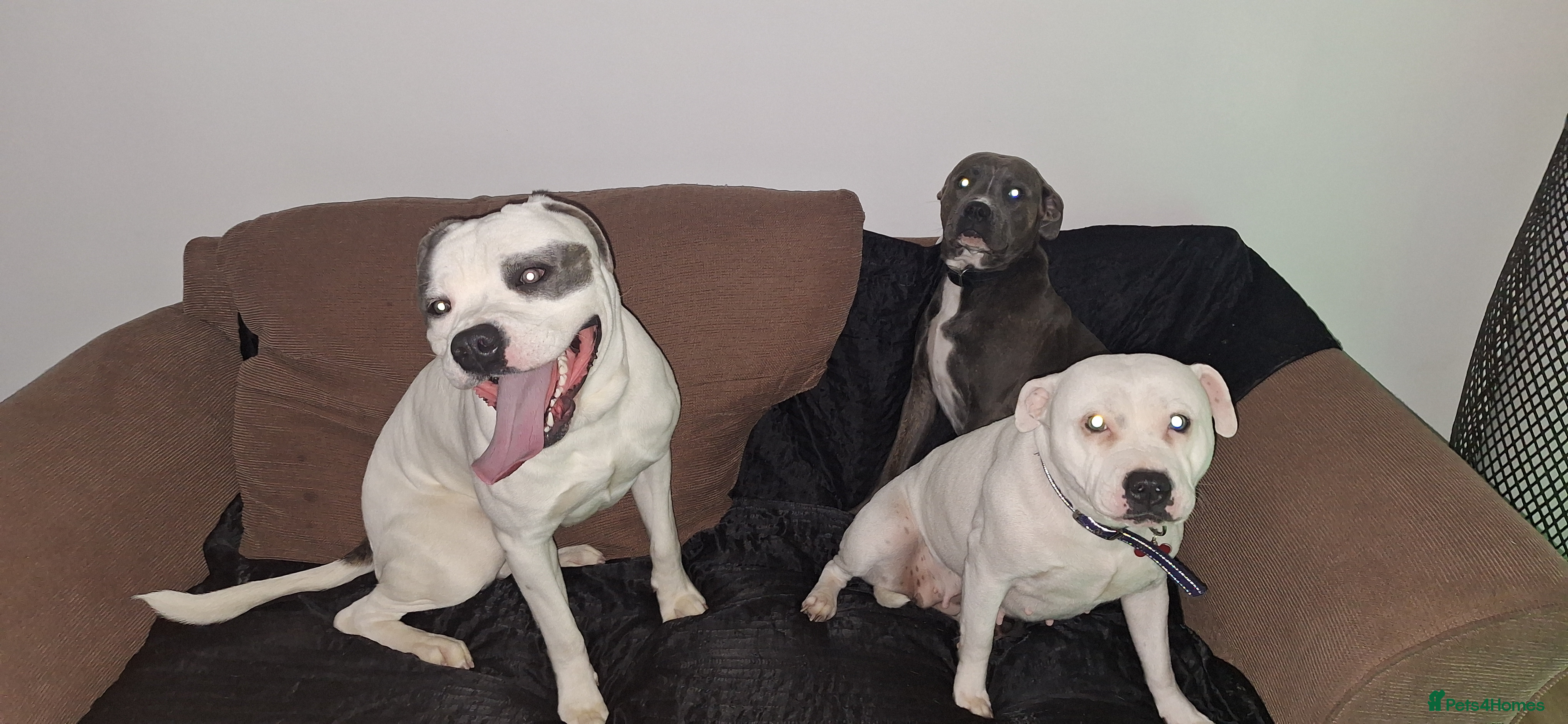 Mixed Breed dogs Looking for a safe, loving home for one dog - Advert 1