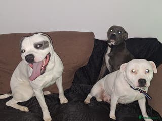 Mixed Breed dogs Looking for a safe, loving home for one dog - Advert 1
