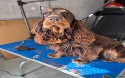 Cocker Spaniel dogs for stud: Meet Aero - Image 3