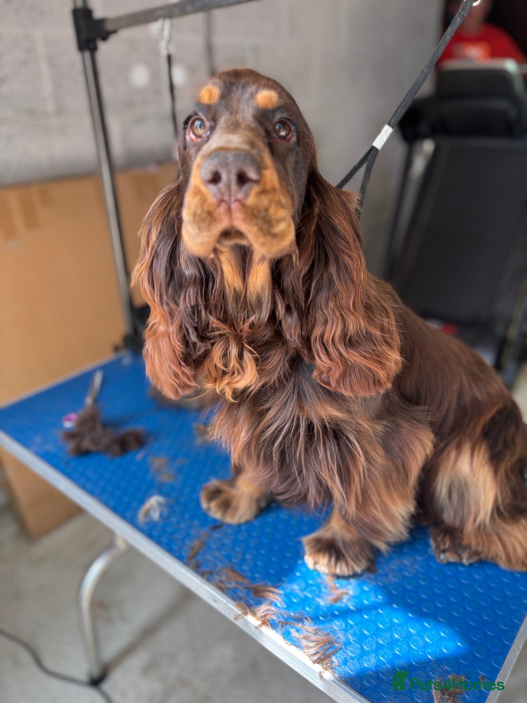Cocker Spaniel dogs for stud: Meet Aero - Image 3
