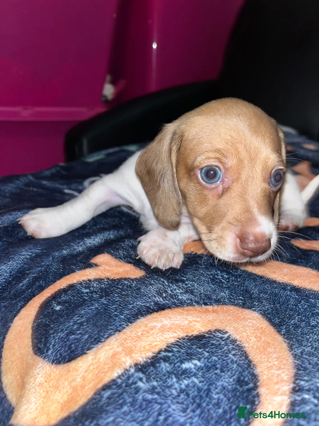 Miniature Dachshund dogs for sale: 3 stunning female miniature dachshunds in Nottingham - Advert 2