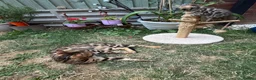 Bengal cats for sale: Bengal Kitten Boy in Northampton - Advert 10