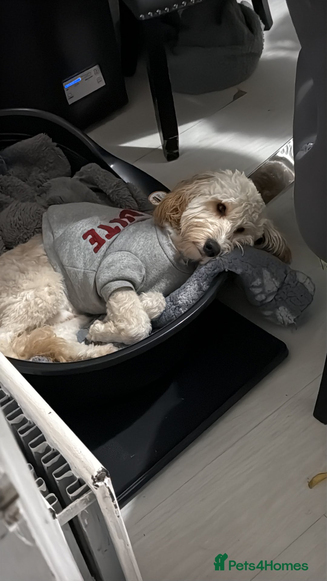 Cockapoo dogs for sale: Loving home needed for our dog Fergie - Image 2