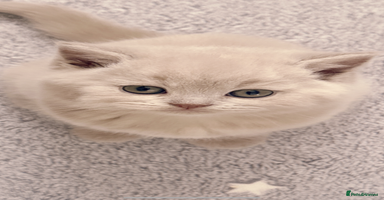 British Shorthair cats 2 female British short hair - Advert 7