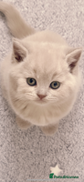 British Shorthair cats 2 female British short hair - Advert 1