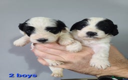 Cockapoo dogs for sale: F1 Cockapoos, Parti Roan. DNA HEALTH TESTED - Image 26