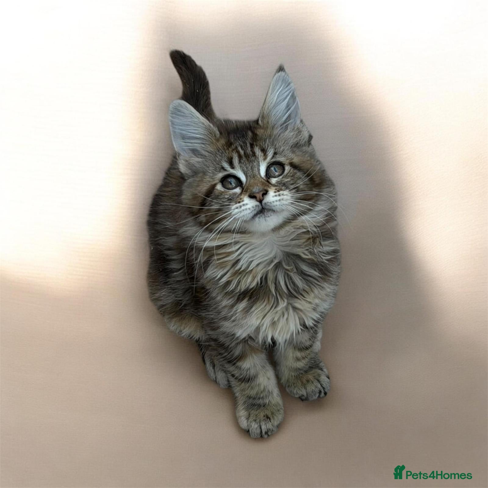 Maine Coon cats Maine Coon Kittens  - Advert 1
