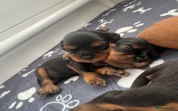 Cavalier King Charles Spaniel dogs for sale: 🐶5 generation kc registered tiny cavalier🐶 - Image 3