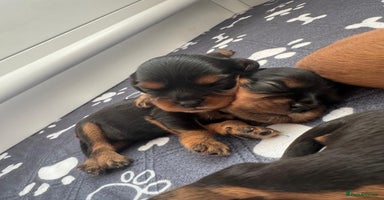 Cavalier King Charles Spaniel dogs - Advert 4