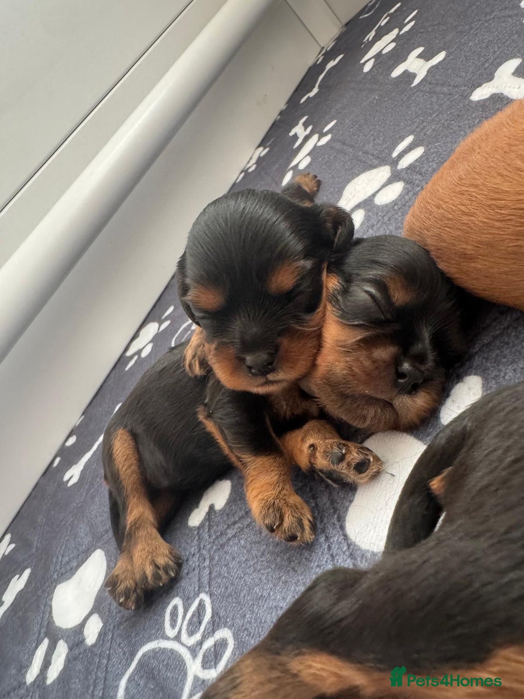 Cavalier King Charles Spaniel dogs for sale: 🐶5 generation kc registered tiny cavalier🐶 - Image 3