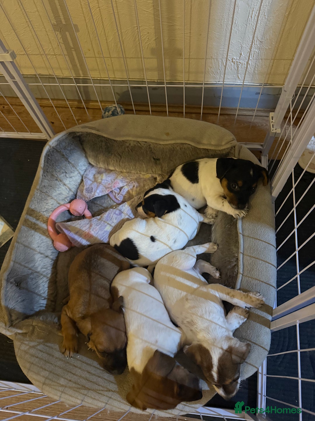 Jack Russell dogs for sale: Jack Russell puppies - Advert 1