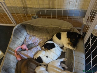 Jack Russell dogs Jack Russell puppies - Advert 2