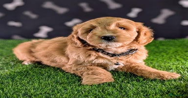 Cavachon dogs - Advert 3
