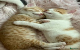 Scottish Fold cats for sale: Adorable Kittens Looking for Forever Homes! 🐾 - Image 4
