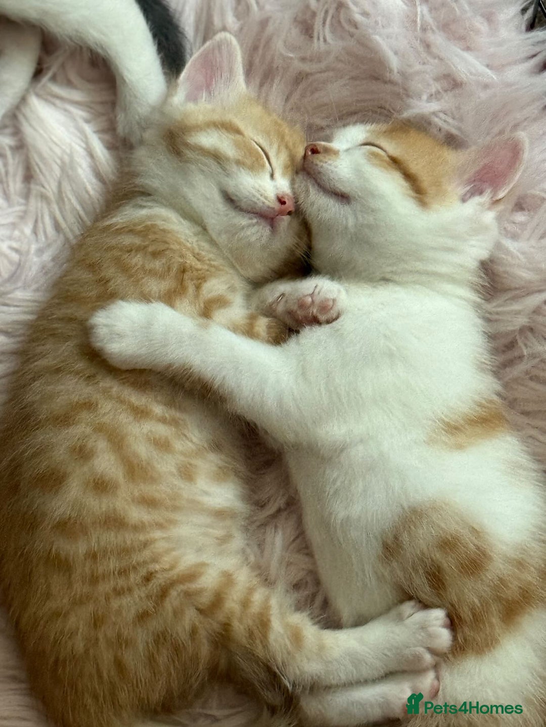 Scottish Fold cats for sale: Adorable Kittens Looking for Forever Homes! 🐾 - Image 4