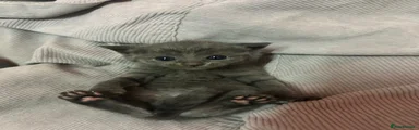 Russian Blue 2