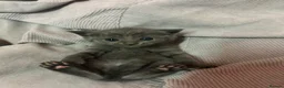 Russian Blue cats for sale: Four beautiful Russian blue kittens ❤️ - Advert 14