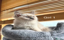 Ragdoll cats for sale: 4 beautiful ragdoll kittens  - Image 3