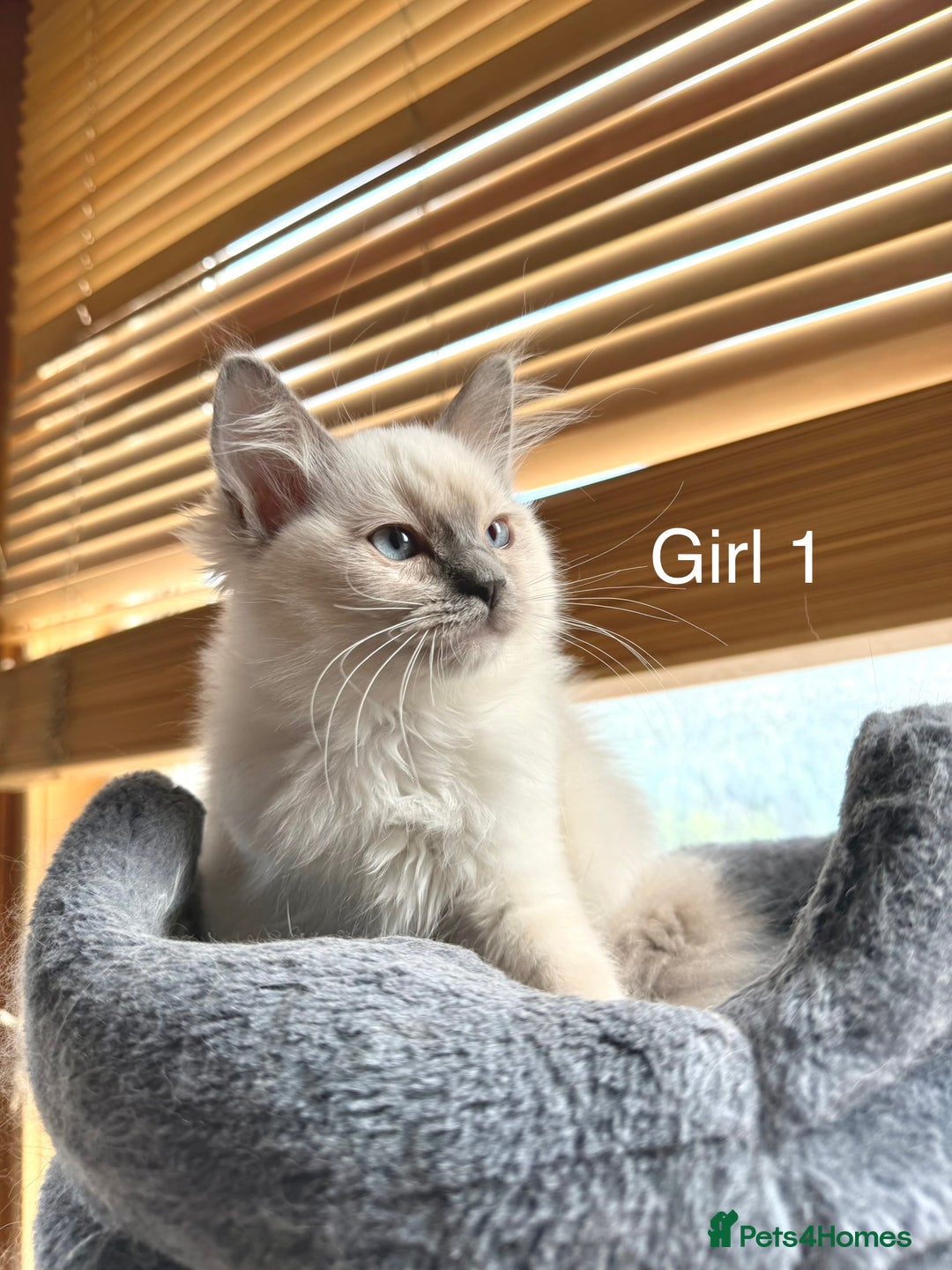 Ragdoll cats for sale: 4 beautiful ragdoll kittens  - Image 3