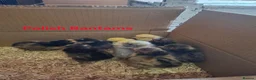 Chickens poultry for sale: Day old chicks, usa silkie, polish, pekin bantams - Advert 4