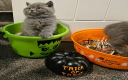 British Shorthair cats for sale: British Blues 🐻💙 - Image 15