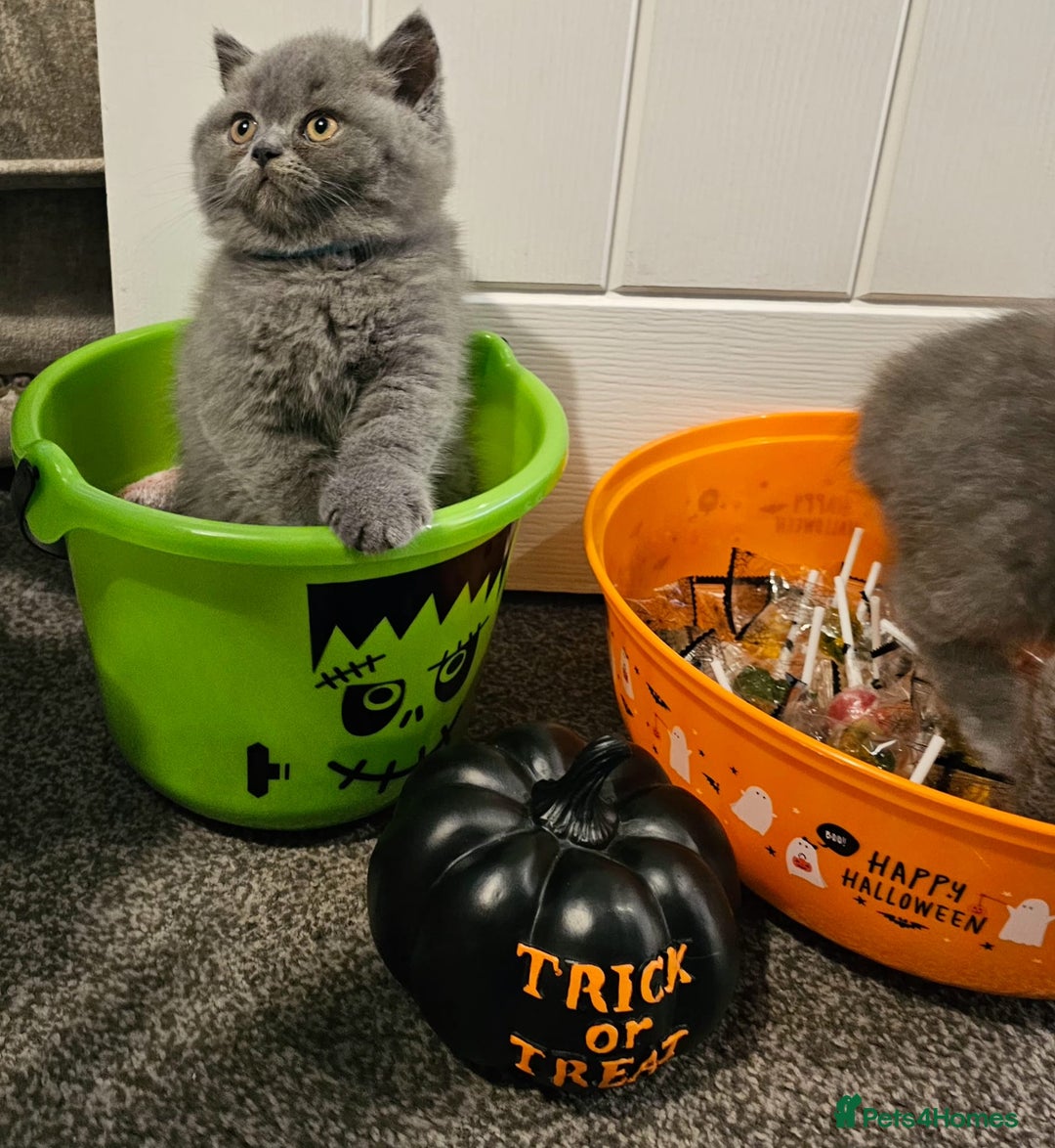 British Shorthair cats for sale: British Blues 🐻💙 - Image 15