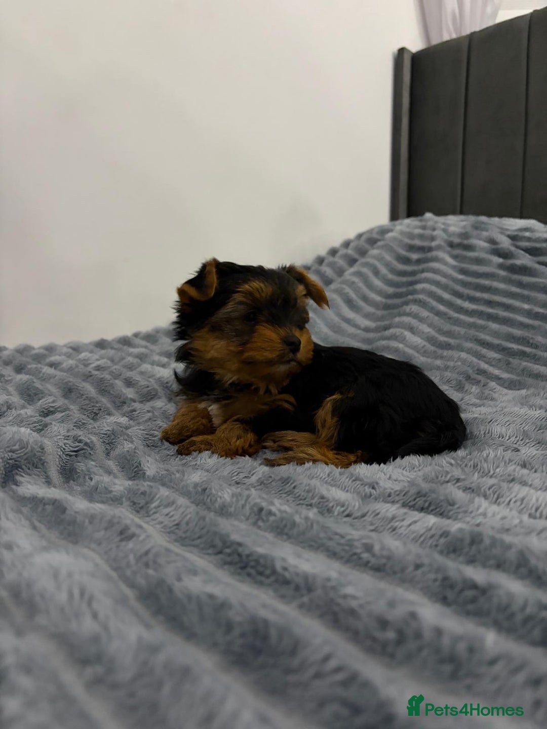 Yorkshire Terrier dogs for sale: Beautiful Yorkshire terrier Boys ready now 😻 - Advert 4