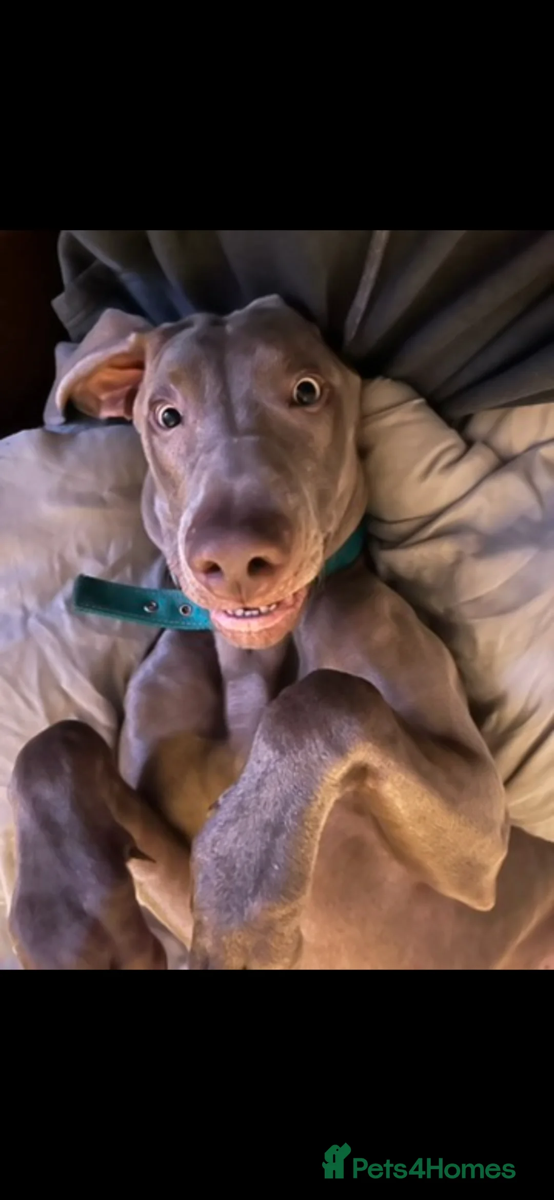 Weimaraner dogs for sale: Max 2 years old  - Advert 2